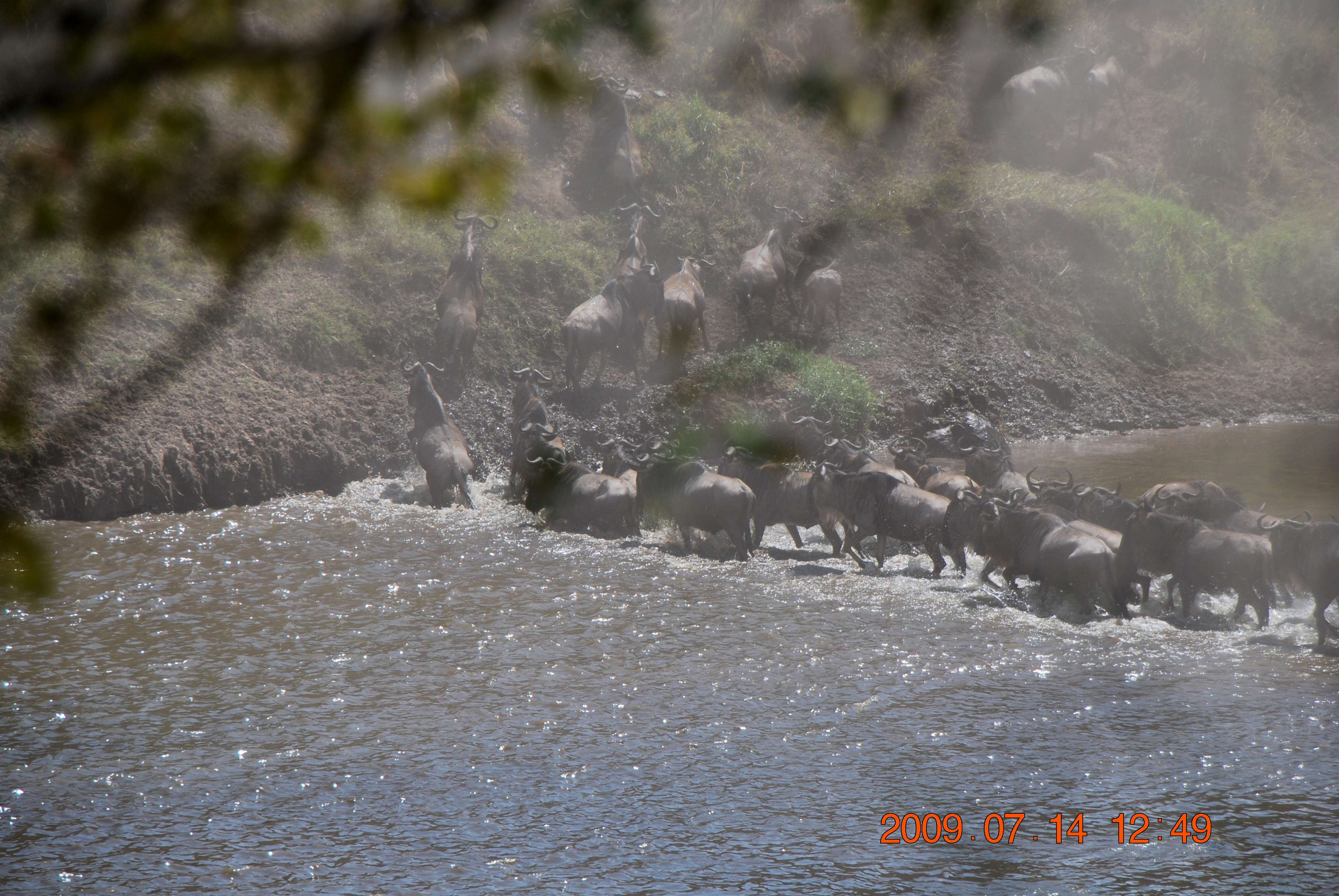 Kenia una experiencia inolvidable - Blogs de Kenia - El cruce del río Mara. (8)